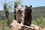 CAIRN TERRIER 473